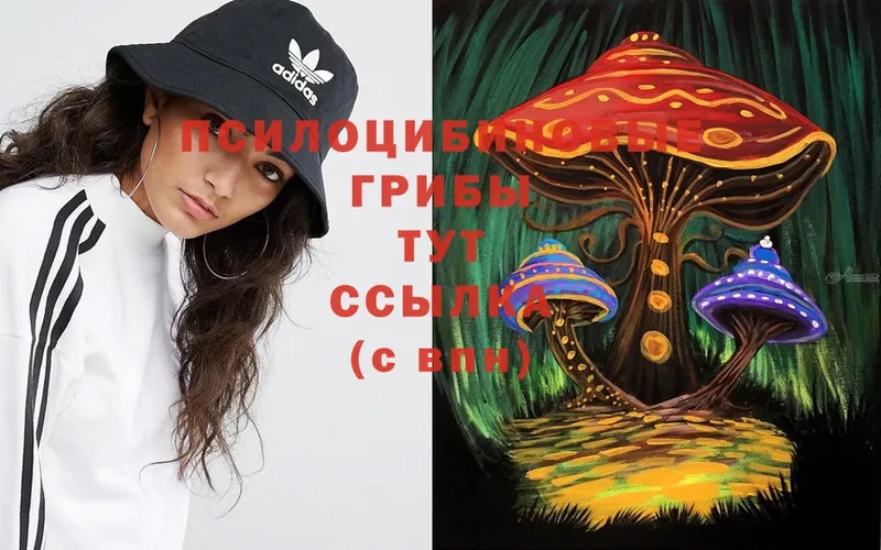 что такое   Курганинск  Псилоцибиновые грибы Psilocybine cubensis 